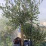 olive tree Image 6
