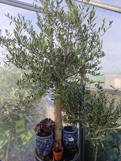 olive tree