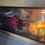 HabiStat vivarium Image 3