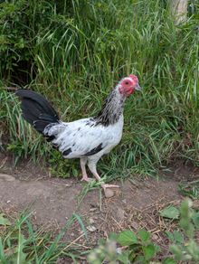 game rooster