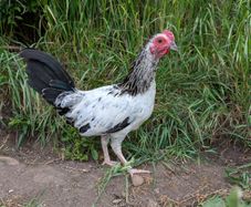 game rooster