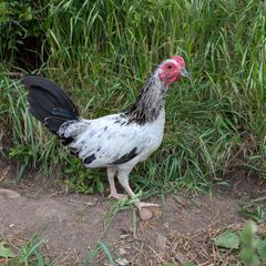 game rooster