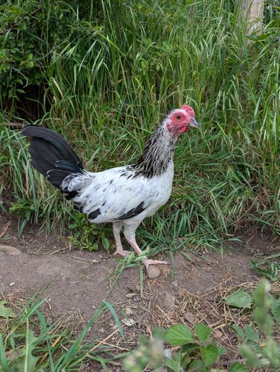 game rooster