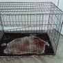 dog cage XL size Image 2