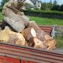 firewood Image 3