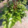 plant Image 6
