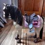 Our Generation Horses! Image 2