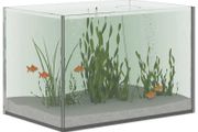 Glass Aquarium