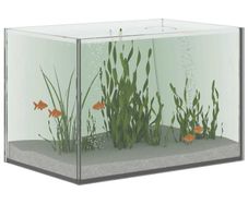 Glass Aquarium