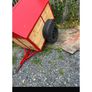 dog trailer Image 3
