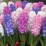 Garden Bulbs Image 3