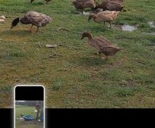 duck and hen eggs