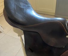 Horses  Saddle