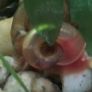 aquarium ramshorn snails (freshwater) Image 3