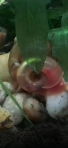 aquarium ramshorn snails (freshwater)