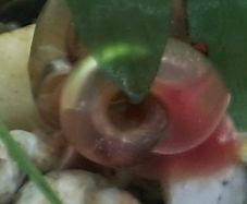 aquarium ramshorn snails (freshwater)