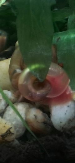aquarium ramshorn snails (freshwater)