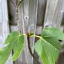 Fig tree in pot Image 5