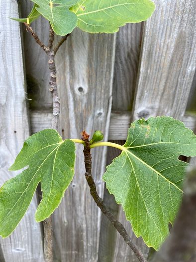 Fig tree in pot