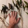 Cryptocorine aquarium plants in various sizes Image 2