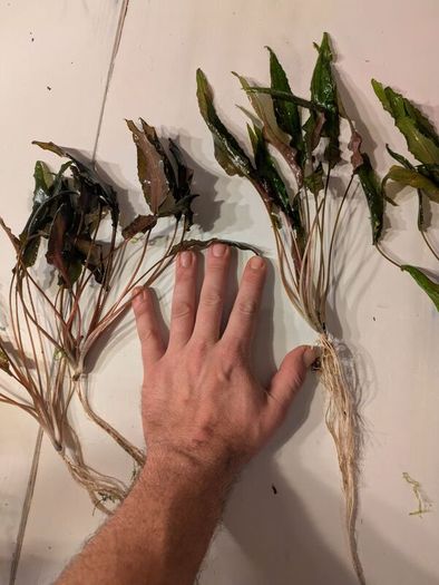 Cryptocorine aquarium plants in various sizes