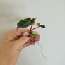 Philodendron Billietiae Variegated Image 2