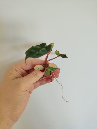 Philodendron Billietiae Variegated