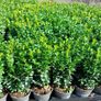 Box Hedging Image 7