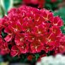 (G) Godetia Meteor seeds 0.3g (414949) Image 3