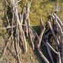 Firewood Image 4