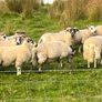37 full symbol organic ram Aberfield cross ram lam Image 3