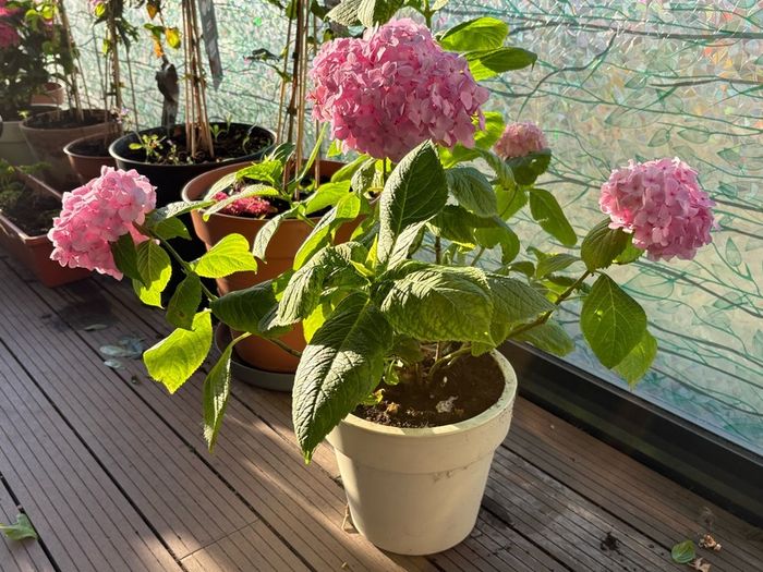 plant
