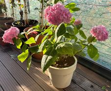 plant