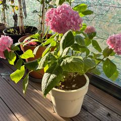 plant