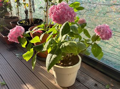 plant