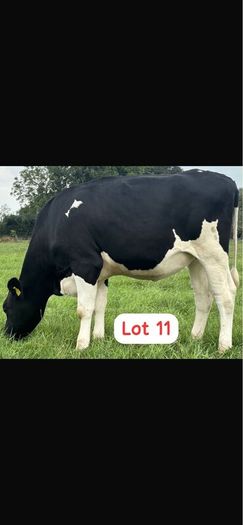 Radney Heifers