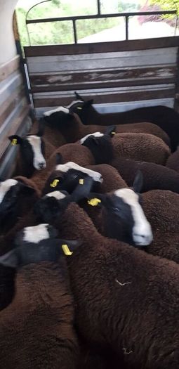 22 purebred zwartable e  lambs + 3 pure bred zwart