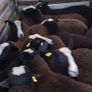 Pure bred zwartable ewe  lambs + 3 pure bred zwart Image 5