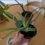 House plants Image 3