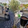 olive tree Image 2