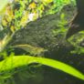 Fish Tank Neocaridina Shrimps Image 7