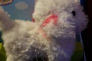 Fluffy Puppies Walking Poodle