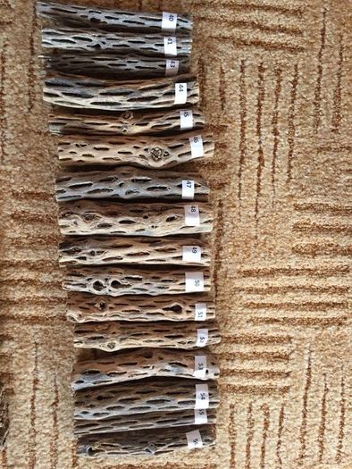 Pieces Cholla Cactus Wood 6"/Chinchilla Chews, shrimps, fishtank