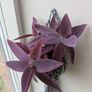 Tradescantia purpurea in hanging pot Image 3