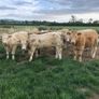 Bullocks Image 4
