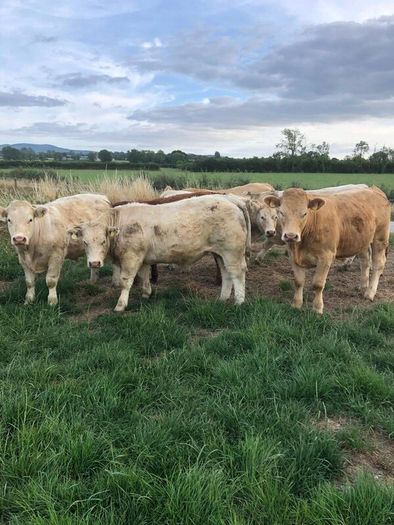 Bullocks