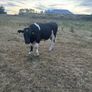 Bullocks Image 7