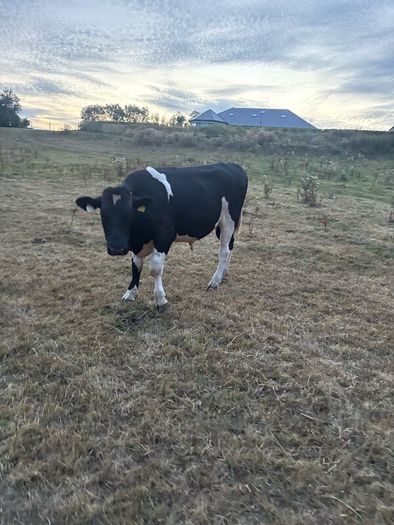 Bullocks