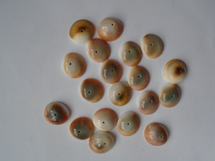 Jewellery making supplies, Beads. Shiva eye shell beads.Shell beads,Craft supplies