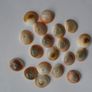 Jewellery making supplies, Beads. Shiva eye shell beads.Shell beads,Craft supplies Image 3